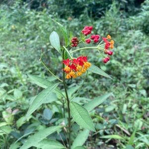 Meet your Posher, Jazmin